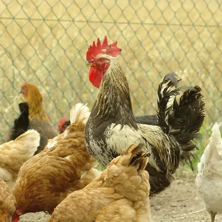 Goscinne Pod Jabloniami Проживание в семье