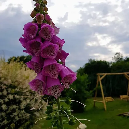 Pokoje Goscinne Pod Jabloniami Homestay *