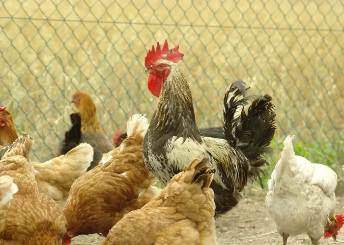 Goscinne Pod Jabloniami Δωμάτια σε οικογενειακή κατοικία